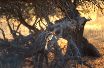 Yellowbilled Hornbill(Tockus flavirostris)