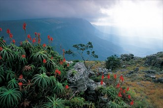 ALOES AT GOD'S WINDOW