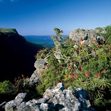 ALOES, GOD'S WINDOW