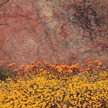 SPRINGTIME IN NAMAQUALAND