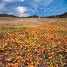 SPRING IN NAMAQUALAND