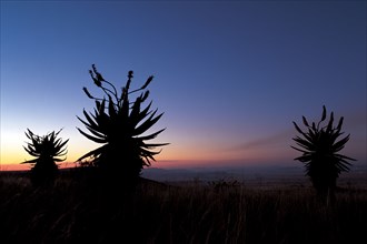 ALOE SILHOUETTE AT SUNSET