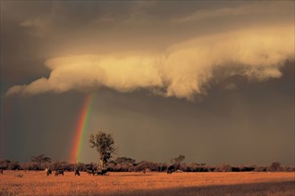 AFRICAN BUSHVELD