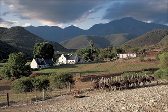 AN OSTRICH FARM