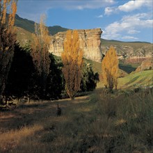 POPLARS AT GOLDEN GATE