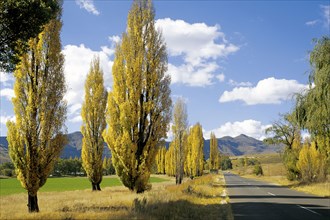 POPLAR TREES