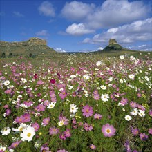 FIELD OF COSMOS