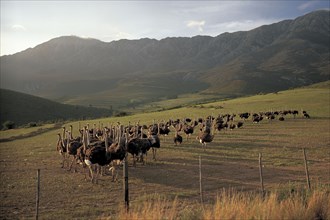 GRAZING OSTRICHES IN THE LITTLE KAROO