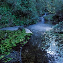 TSITSIKAMMA NATIONAL PARK