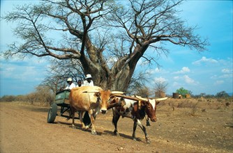 Ox wagon and the baobab