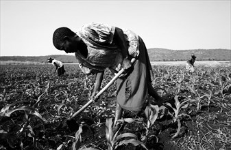 Zimbabwe farm worker