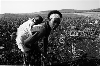 Woman works fields with child on back