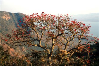 coral tree with the Pongolapoort dam behind