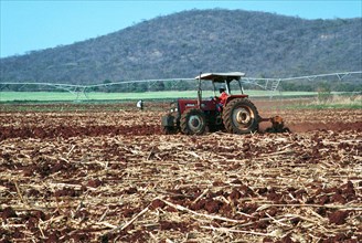 Zimbabwean agricultural production