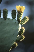 Prickerly Pear Flower