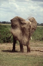 Elephant dustbath