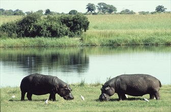 Hippo Grazing