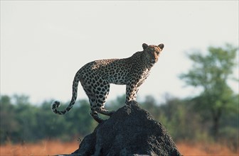 Leopard on an anthill