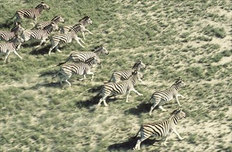 Zebra race