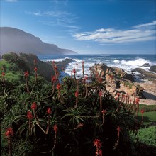 ALOES, STORMS RIVER
