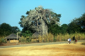 Huts beneath a Baobab