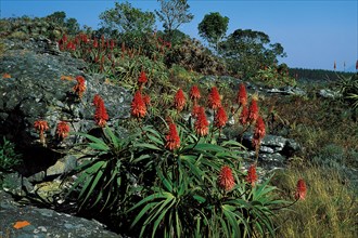 ALOES