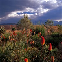 Red-hot pokers