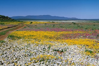 Namaqualand