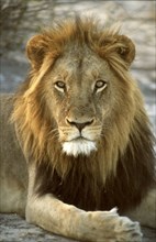 Lion Closeup
\n