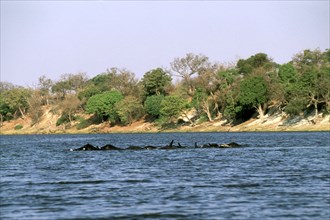 Elephants swimming  the Chobe river
\n