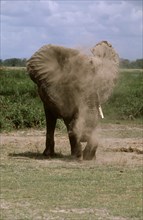 Elephant having a dust bath
\n