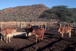 Cattle Kraal