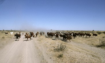 Cattle Grazing
\n