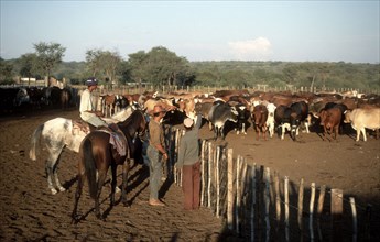 Cattle Farmers
\n