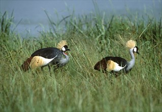 Crowned Cranes
\n