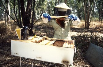 Bee Keeper
\nBee Hives
\n