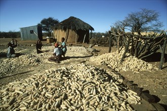 Mealie Harvest
\n