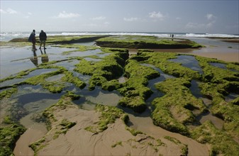 Rock Pools