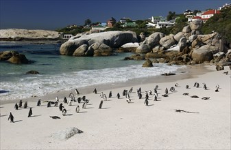 Jackass Penguins, Boulder beach, Capetown