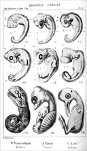 Embryons de sauropsides