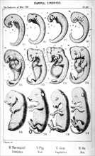 Embryons de mammifère