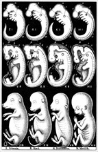 Haeckel's comparison of embryos of Pig, Cow, Rabbit and Man