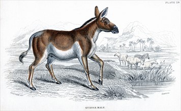 Quagga. 1830