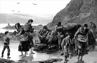 Distress in Ireland: Collecting limpets and seaweed for food in west of Ireland.