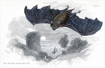 Gravure représentant une chauve-souris de la race  grands rhinolophes fer à cheval, publiée en 1838