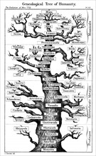 Haeckel's scheme of  evolution displayed in the form of a tree