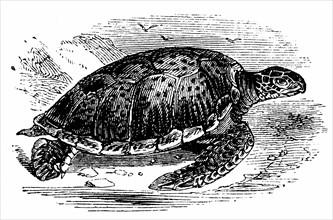 Engraving showing Green  Turtle (Edible) - Chelonia mydas