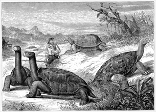 Engraving showing Giant Land Tortoises of the Galapagos Islands