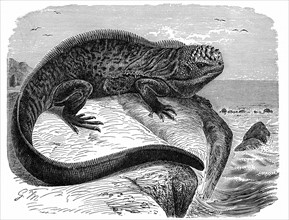 Engraving showing an iguana the great herbivorous sea lizard of the Galapagos Islands