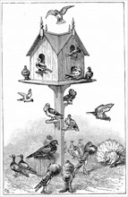 Les pigeons dont Darwin se servit a Down House, pres de Beckenham, lors de ses etudes sur l'origine des especes